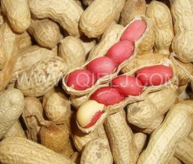 怎么才能提高花生榨油機(jī)出油率(圖1) 怎么才能提高花生榨油機(jī)出油率(圖1)